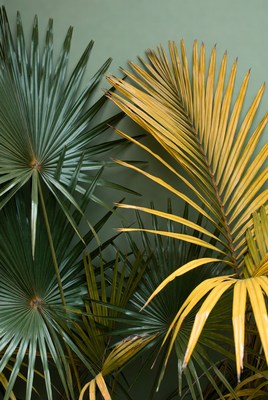 Green and Yellow Palm Leaves