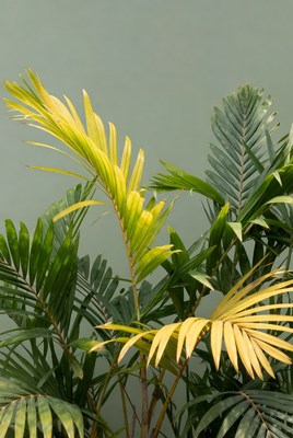 Yellow Areca Palms Against Green Wall