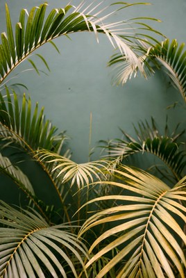 Palm Leaves Against Green Wall