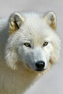 White Arctic Wolf Closeup