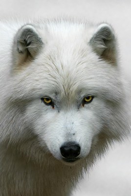 White Arctic Wolf Close-Up