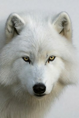 Close-up of white wolf face