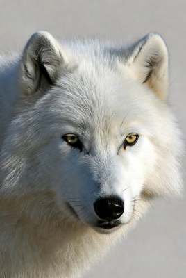 Arctic Wolf Close-Up Portrait