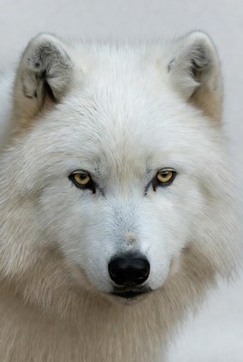 White Arctic Wolf Closeup