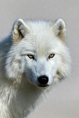 White Arctic Wolf Closeup
