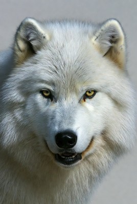 White wolf with yellow eyes