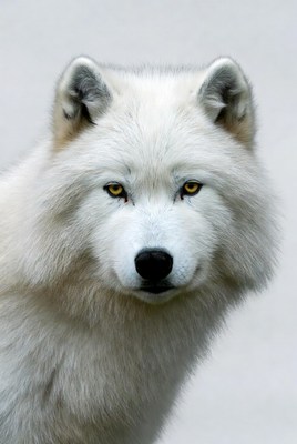 White wolf close-up portrait