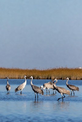 Sandhill Cranes Standing in Water