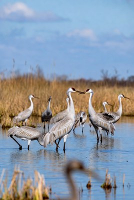 Sandhill Cranes in Marsh
