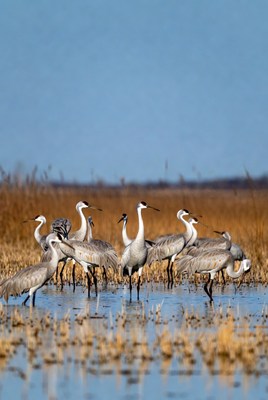 Flock of Sandhill Cranes in Marsh