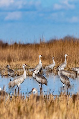 Sandhill Cranes in Marsh