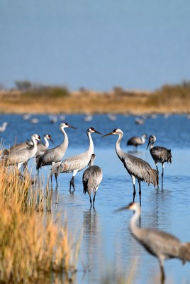 Flock of Sandhill Cranes in Water