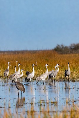 Flock of Sandhill Cranes in Marsh