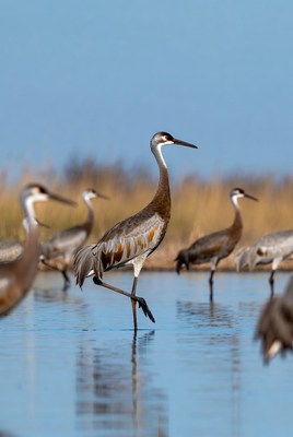 Sandhill Cranes Standing in Water
