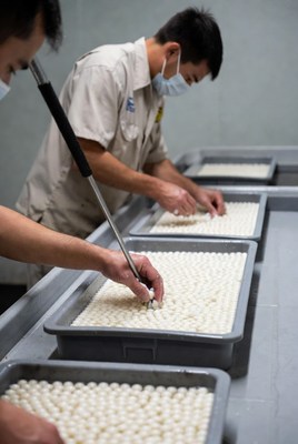 Asian men inspecting tapioca pearls