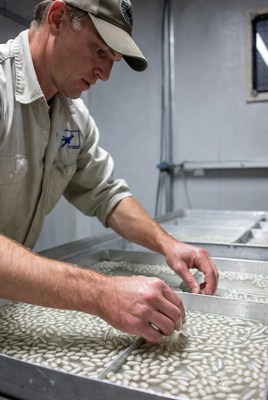 Man sorting beans in industrial facility
