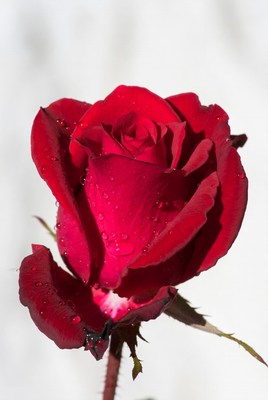 Red Rose with Water Droplets
