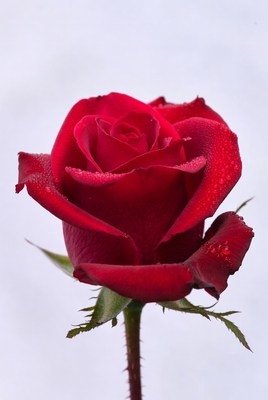 Red Rose with Dewdrops