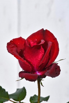 Red Rose with Water Droplets