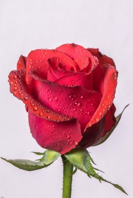 Red Rose with Water Droplets