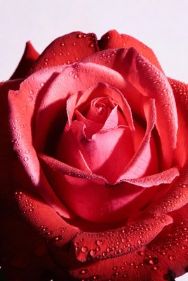 Red Rose with Water Droplets