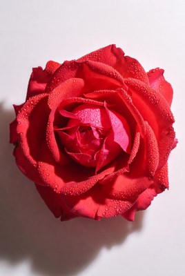 Red Rose with Dewdrops