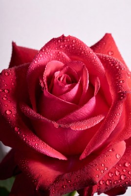 Red Rose with Water Droplets