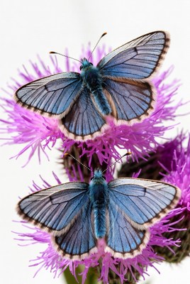 Two Blue Butterflies on Purple Thistle