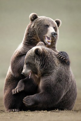 Two grizzly bears hugging