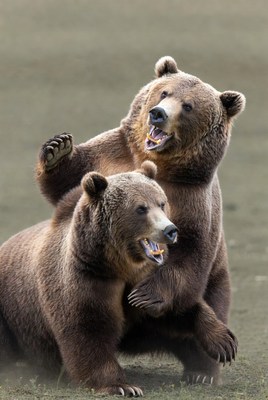 Two Grizzly Bears Play Fighting