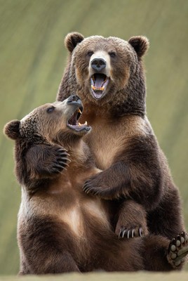Two grizzly bears roaring in grass