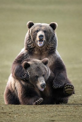 Two grizzly bears hugging in grass