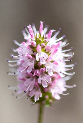 Pink Spiked Flower Closeup