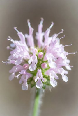 Pink Knapweed Flower Closeup