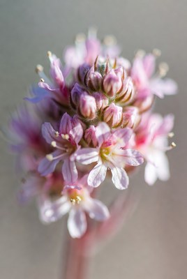 Pink Cluster Wildflower Closeup