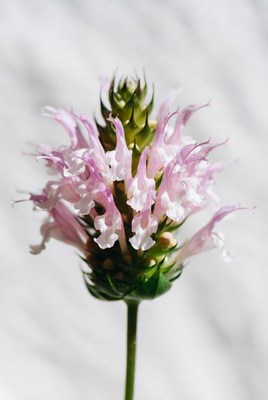 Pink Agastache Flower Closeup