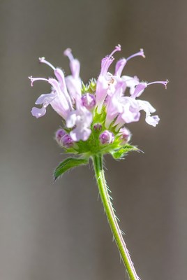 Pink Beebalm Flower Closeup