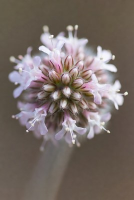 Pink clustered flower head