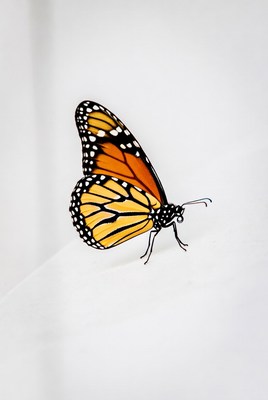 Monarch Butterfly on White Background