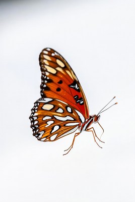 Orange Monarch Butterfly on White Background