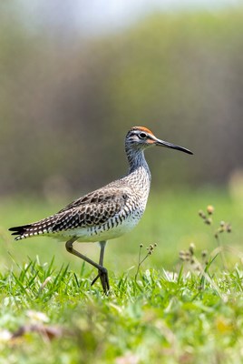Whimbrel standing in green grass