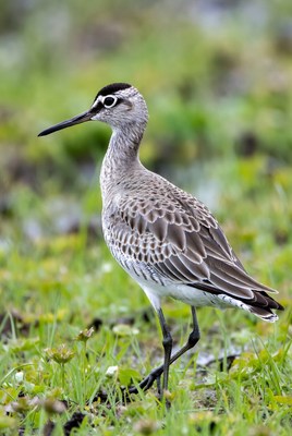 Whimbrel bird standing in grass