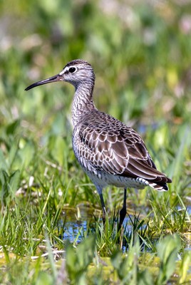 Semipalmated Sandpiper in marsh grass