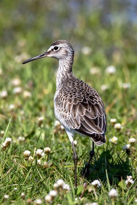 Whimbrel standing in green grass