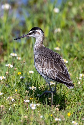 Black-crowned Night Heron in grass