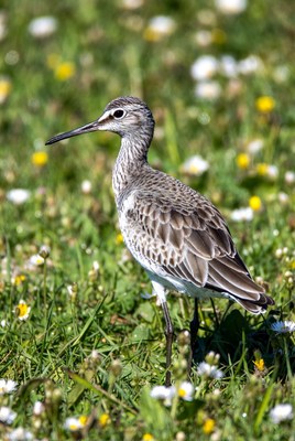 Whimbrel standing in daisies