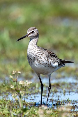 Whimbrel standing in marsh