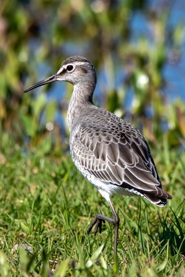 Whimbrel standing in green grass