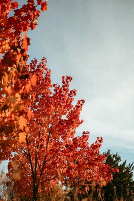 Red maple tree against blue sky