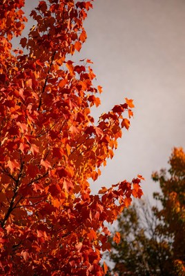 Vibrant red maple tree autumn leaves